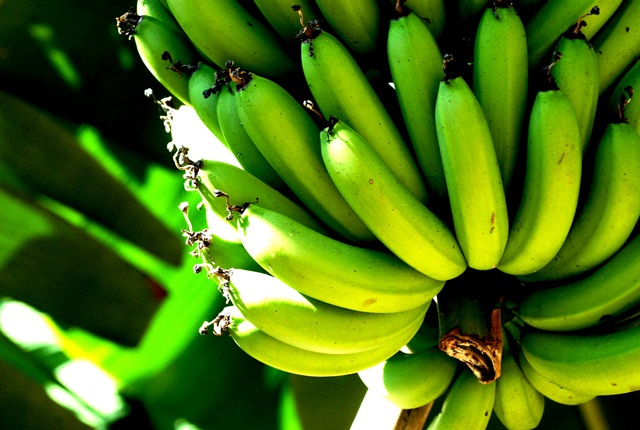 Farinha de banana verde Farinha de banana verde